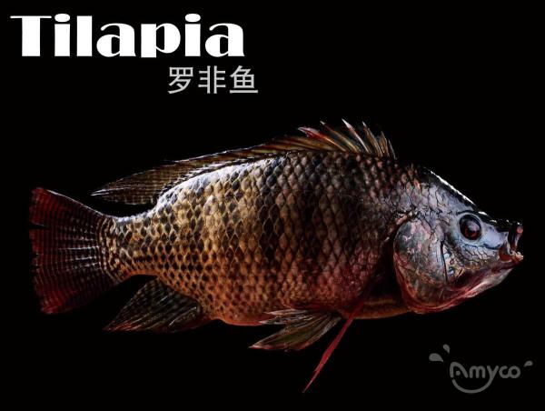 Рыба Тилапия Высокое качество