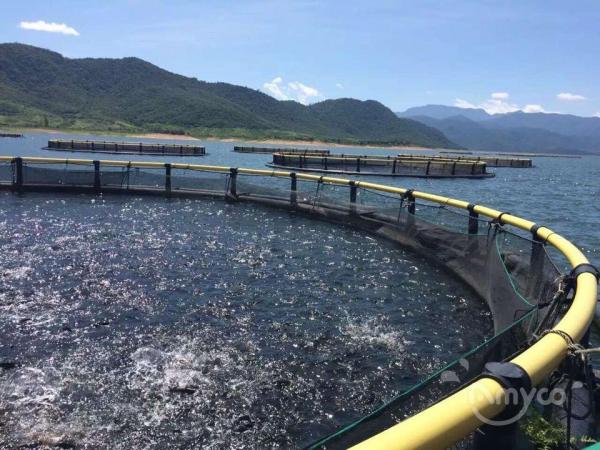 China Tilapia-cage farmed in reservoir - 翻译中...