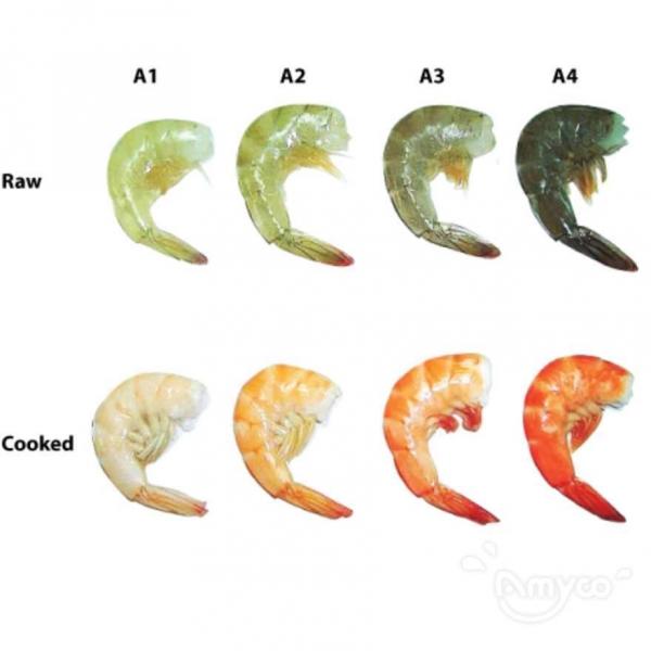 Shrimp Color Grade - 翻译中...